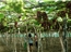 NHA TRANG - NINH THUẬN