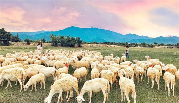 TOUR KÍCH CẦU NHA TRANG - NINH THUÂN 2020