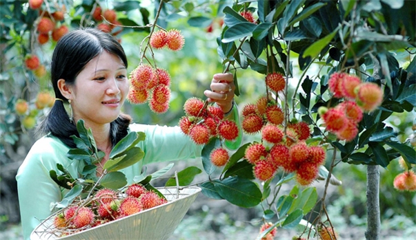 HỒ CHÍ MINH - TÂY NINH - TIỀN GIANG