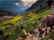 Bản làng Cát Cát ở Sa Pa