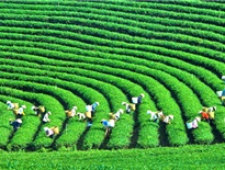 Cao nguyên Mộc Châu