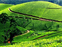 Đồi chè Thanh Chương