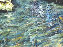 Hang cá Cẩm Lương