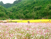 Thung lũng hoa Bắc Hà