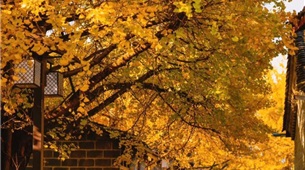 Lào Cai - Hà Khẩu - Đại Lý - Đằng Xung - Côn Minh 5 Ngày 4 Đêm