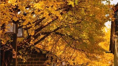 Lào Cai - Hà Khẩu - Đại Lý - Đằng Xung - Côn Minh 5 Ngày 4 Đêm