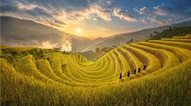 Tour du lịch Mù Cang Chải - Sapa mùa lúa chín