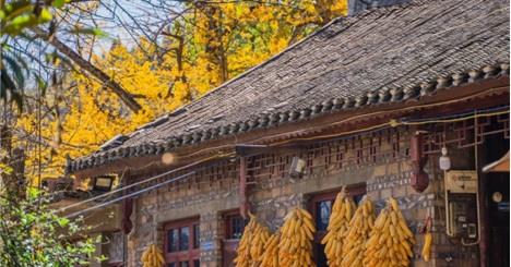 Thỏa Lạc Thôn - làng Ngân hạnh cổ hơn 800 năm đẹp nhất Trung Quốc